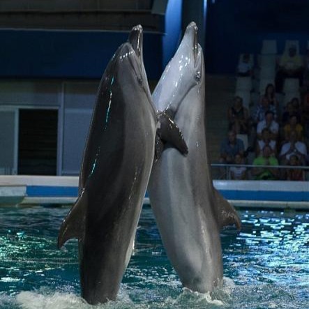 Delfin